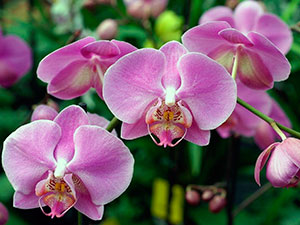Уход за букетом орхидеи