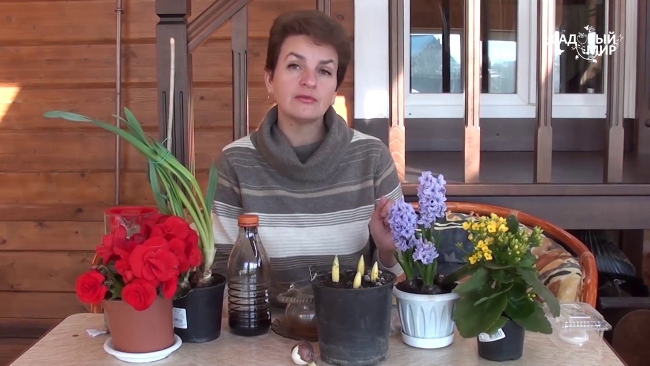 Какие луковичные цветы можно выращивать дома в горшках?