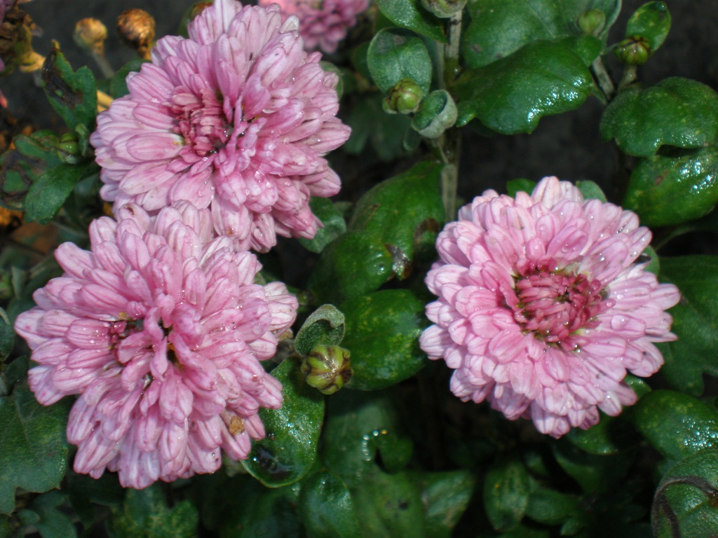 P9172727  