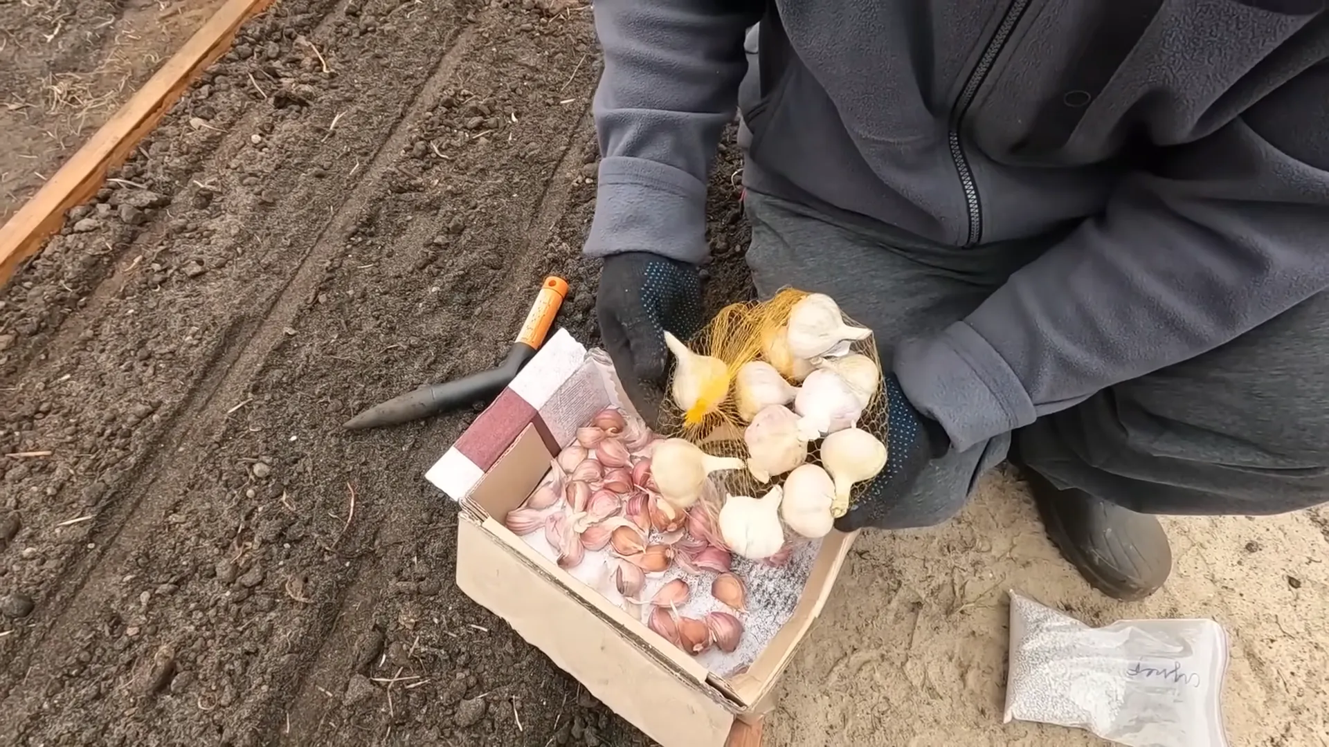 Озимий часник підготовка до посадки